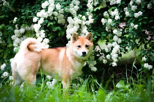 Shiba inu portret odkryty w lato — Zdjęcie stockowe