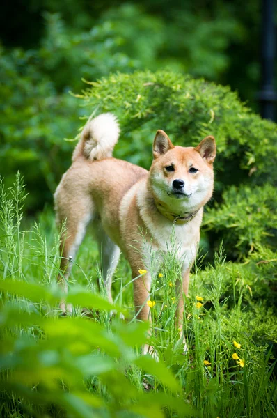 Shiba inu portret odkryty w lato — Zdjęcie stockowe