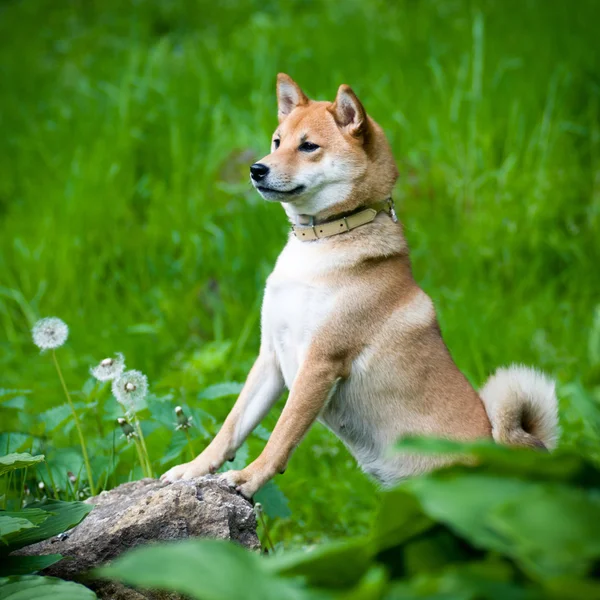 Shiba Inu รูปภาพกลางแจ้งในฤดูร้อน — ภาพถ่ายสต็อก