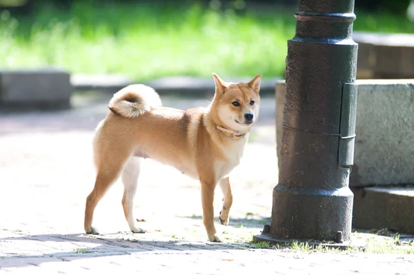 Shiba inu portré nyári szabadtéri — Stock Fotó