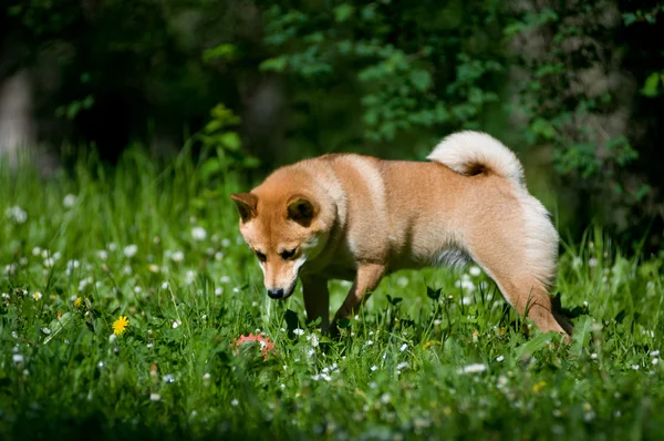 Shiba inu portrait outdoor at summer — Stock Photo, Image