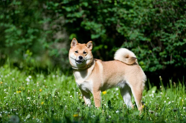 Shiba Inu portre yaz açık — Stok fotoğraf