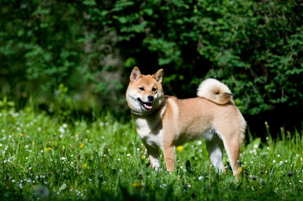 Shiba Inu portre yaz açık — Stok fotoğraf