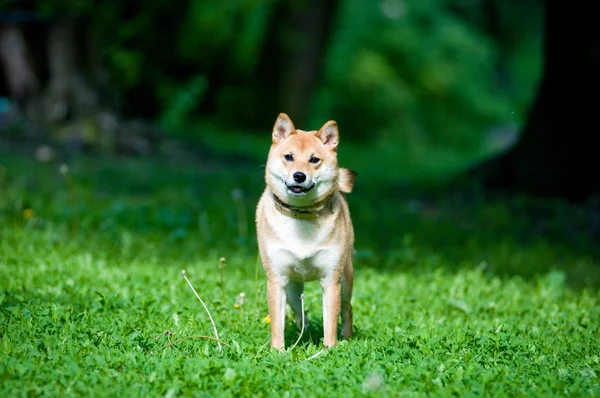 芝犬の肖像画夏で屋外 — ストック写真
