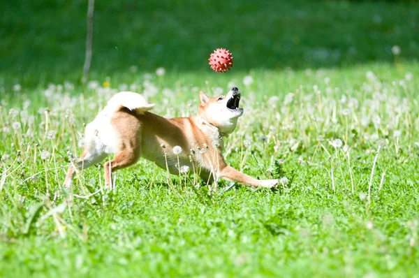 Shiba inu retrato ao ar livre no verão — Fotografia de Stock