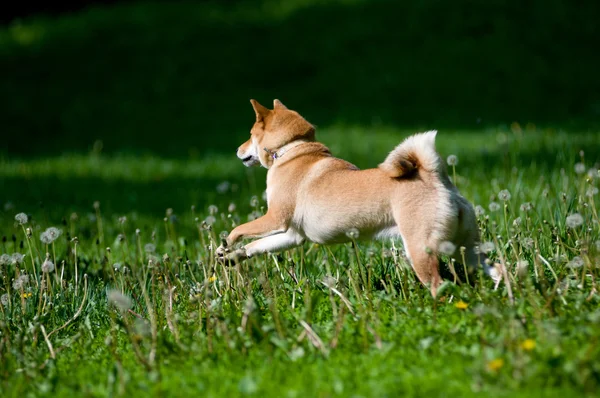 Shiba inu retrato ao ar livre no verão — Fotografia de Stock