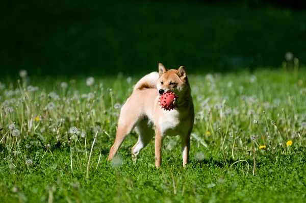 芝犬の肖像画夏で屋外 — ストック写真