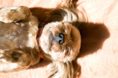 Yorkshire terrier alarak güneşlenmek