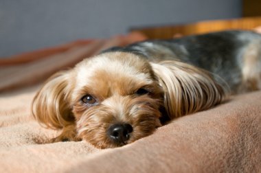 Yorkshire terrier alarak güneşlenmek