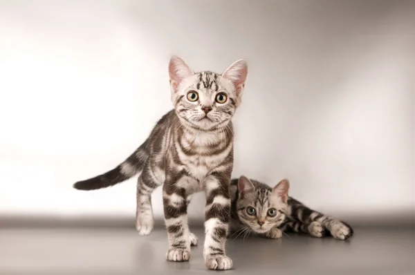 Americano shorthaired gatito en plata fondo — Foto de Stock