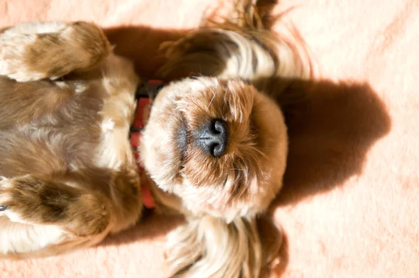 Yorkshire terrier alarak güneşlenmek