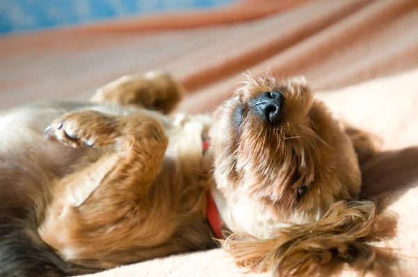 Yorkshire terrier alarak güneşlenmek