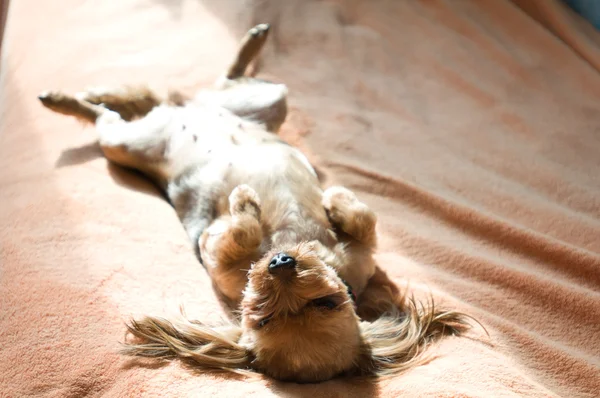 Yorkshire terrier alarak güneşlenmek