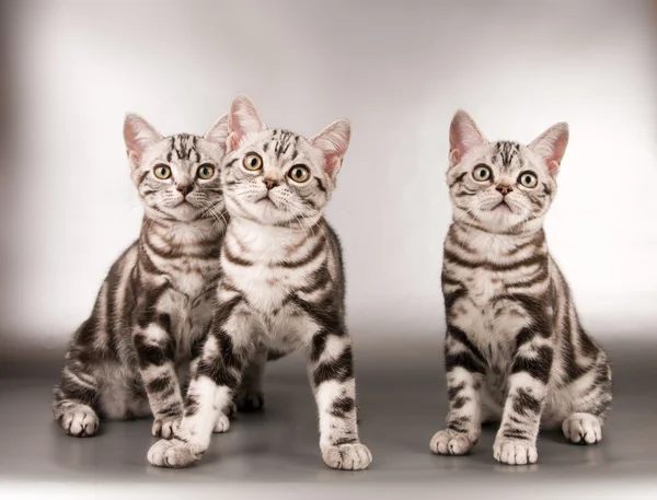 American shorthaired gatinhos no fundo de prata — Fotografia de Stock