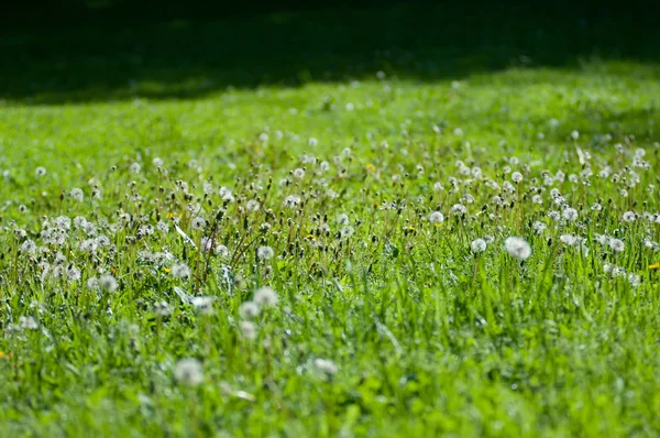 Green lawn at the park — Stock Photo, Image