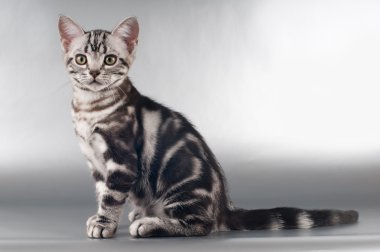 Gümüş arka plan üzerinde Amerikan shorthaired yavru kedi
