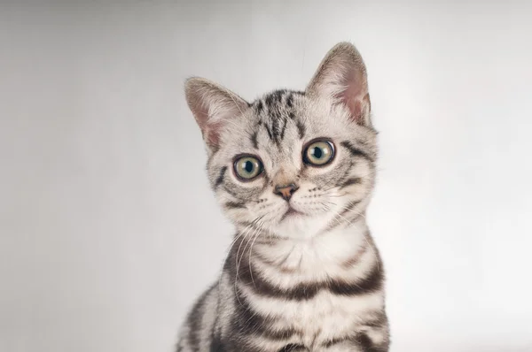 Короткие американские котята на серебряном фоне — стоковое фото