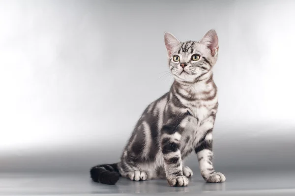 Americano shorthaired gatitos en plata fondo —  Fotos de Stock