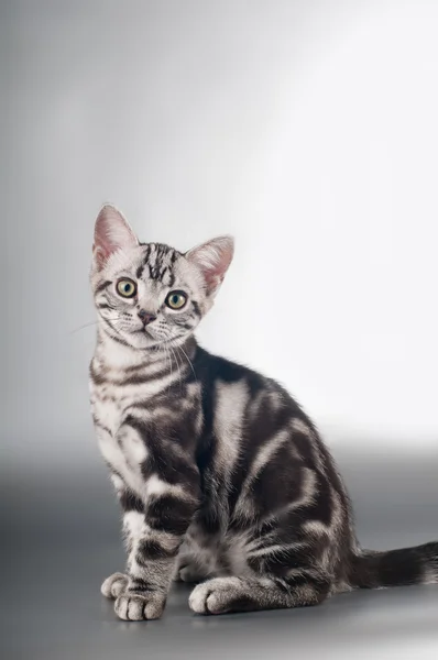 Americano shorthaired gatitos en plata fondo —  Fotos de Stock