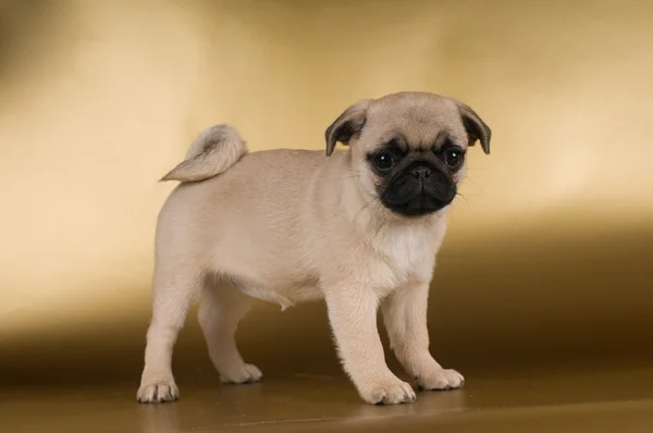 Cachorro Pug sobre fondo dorado —  Fotos de Stock