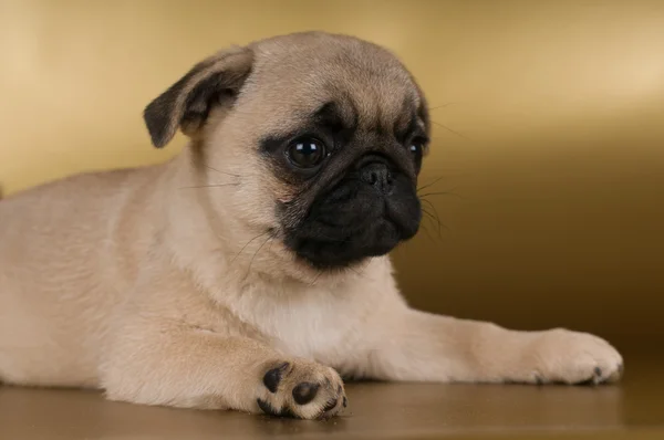 Pug filhote de cachorro no fundo dourado — Fotografia de Stock