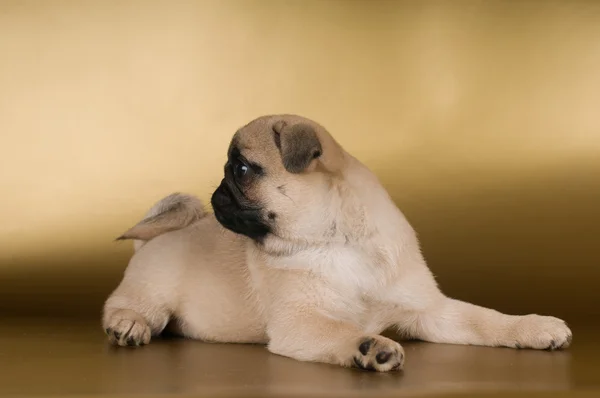 Pug puppy na złotym tle — Zdjęcie stockowe