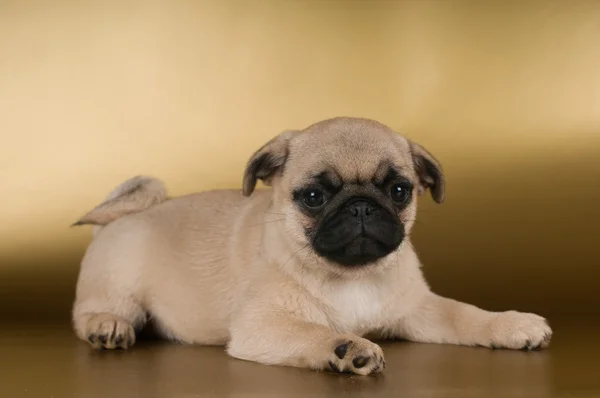 Pug puppy on golden background — Stock Photo, Image
