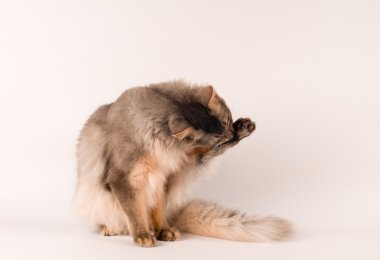 Somali kedi mavi renk