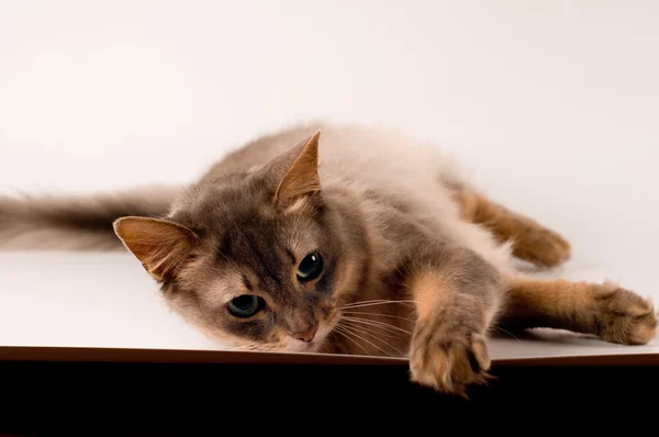 Somali cat blue color — Stock Photo, Image