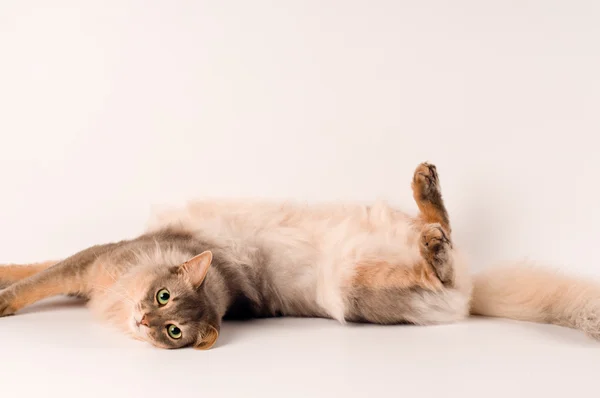 Somali cat blue color — Stock Photo, Image