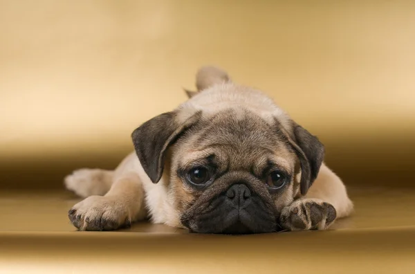 Pug sobre fondo dorado — Foto de Stock