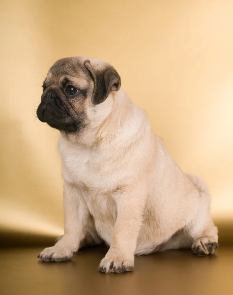 Pug puppy na złotym tle — Zdjęcie stockowe