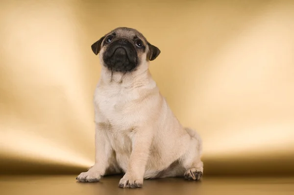 Altın arka plan üzerinde Pug köpek yavrusu — Stok fotoğraf