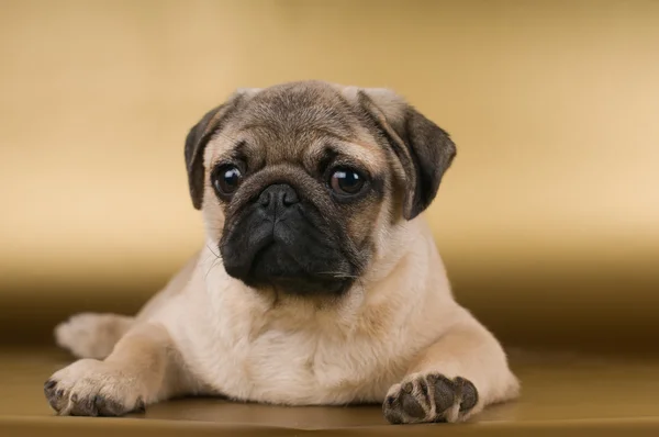 Pug em fundo dourado — Fotografia de Stock