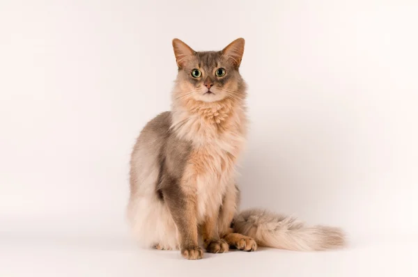 소말리아 고양이 블루 색상 — 스톡 사진