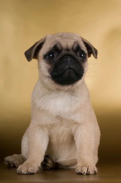 Pug filhote de cachorro no fundo dourado — Fotografia de Stock