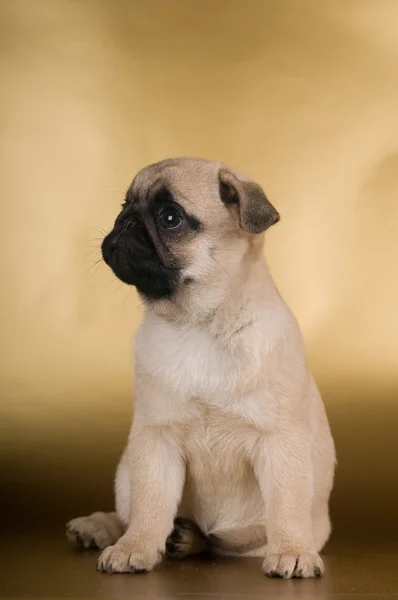 Pug puppy na złotym tle — Zdjęcie stockowe