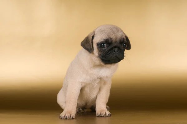 Cachorro Pug sobre fondo dorado —  Fotos de Stock