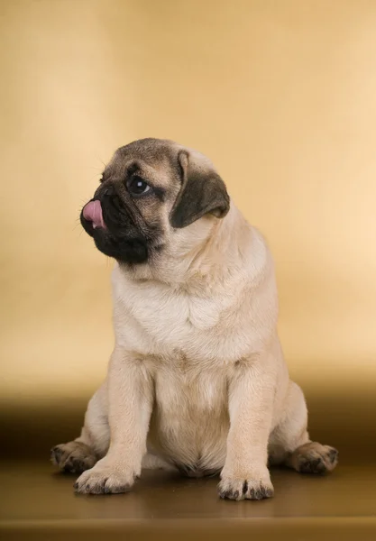 Pug puppy on golden background — Stock Photo, Image