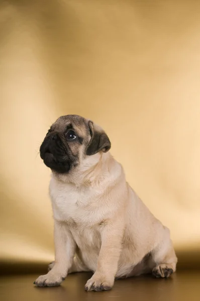 Pug puppy op gouden achtergrond — Stockfoto