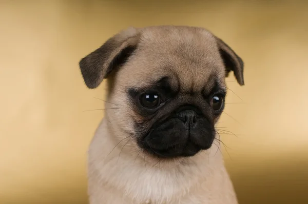 Pug filhote de cachorro no fundo dourado — Fotografia de Stock