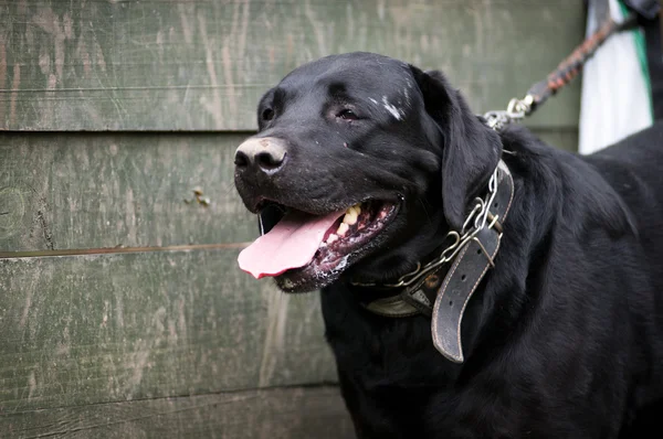 Zwarte labrador retreiver portret — Stockfoto