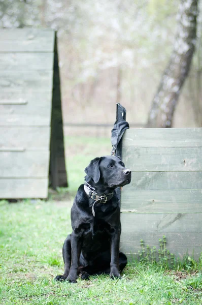 Porträt eines schwarzen Labradors Retreiver — Stockfoto