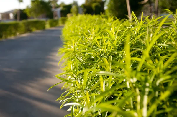 Pad met groene rand — Stockfoto