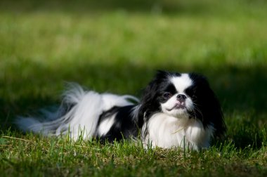 Japonca çene portre