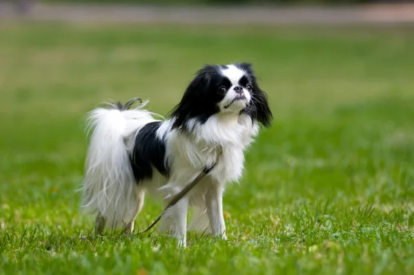 Japanese Chin portrait — Stock Photo, Image