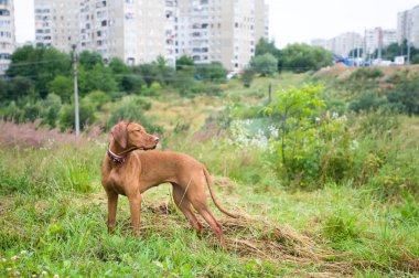 Safkan Macar setter portre
