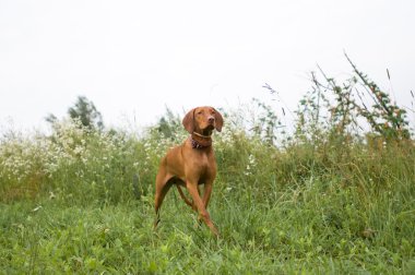 Safkan Macar setter portre