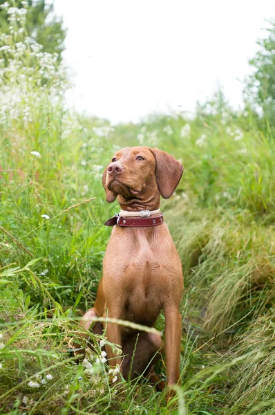 Ritratto di setter ungherese di razza pura — Foto Stock