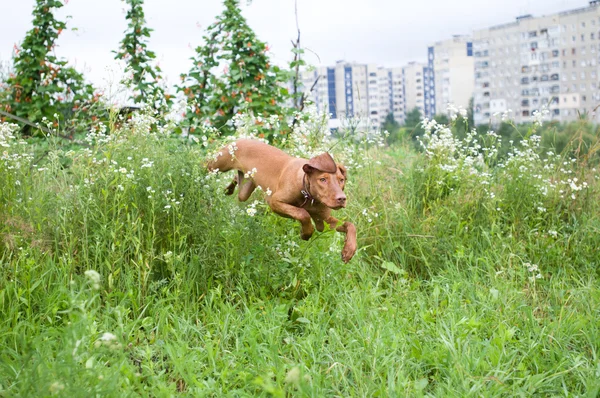 Retrato de cão de caça húngaro puro — Fotografia de Stock